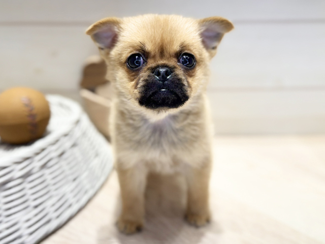 群馬県のハーフ犬・ミックス犬 (ペッツファースト高崎店/2026年1月23日生まれ/男の子/オレンジ)の子犬の1枚目の画像