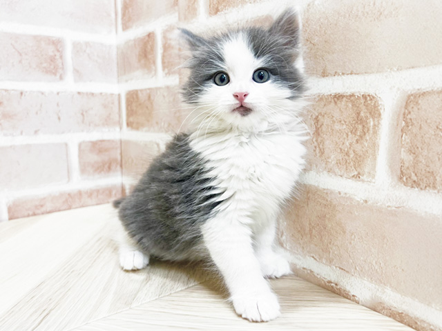 愛知県のノルウェージャンフォレストキャット (ペッツファースト長久手店/2026年1月23日生まれ/男の子/ブルータビーホワイト)の子猫の1枚目の画像