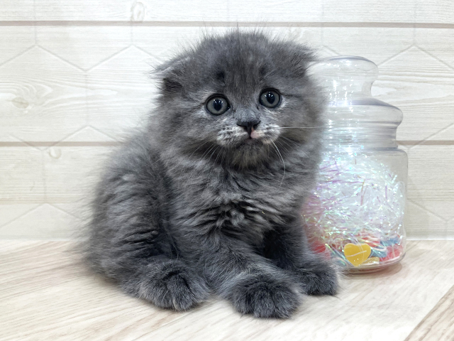 スコティッシュフォールド