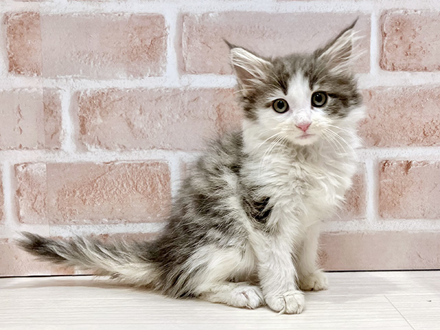 千葉県のノルウェージャンフォレストキャット (ペッツファースト流山おおたかの森店/2026年1月21日生まれ/女の子/ブルータビーホワイト)の子猫