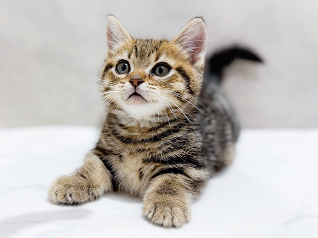 東京都のマンチカン (ペッツファースト原宿店/2026年1月23日生まれ/男の子/ブラウンタビー)の子猫