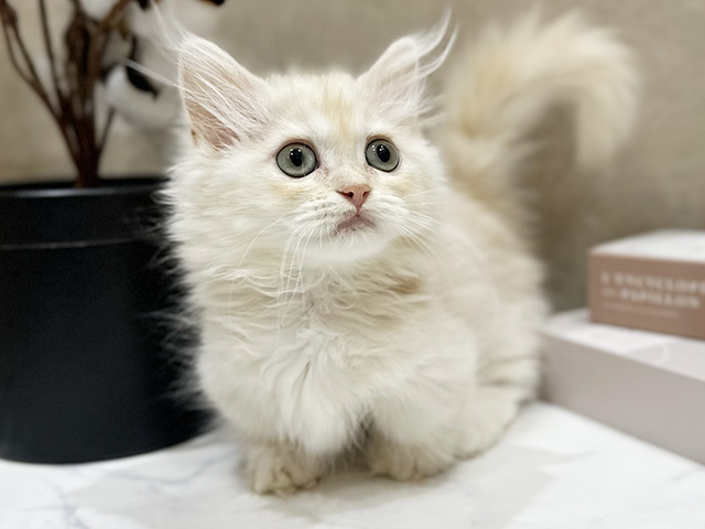 大阪府のマンチカン (ペッツファースト難波店/2026年1月19日生まれ/女の子/クリームタビー)の子猫の1枚目の画像