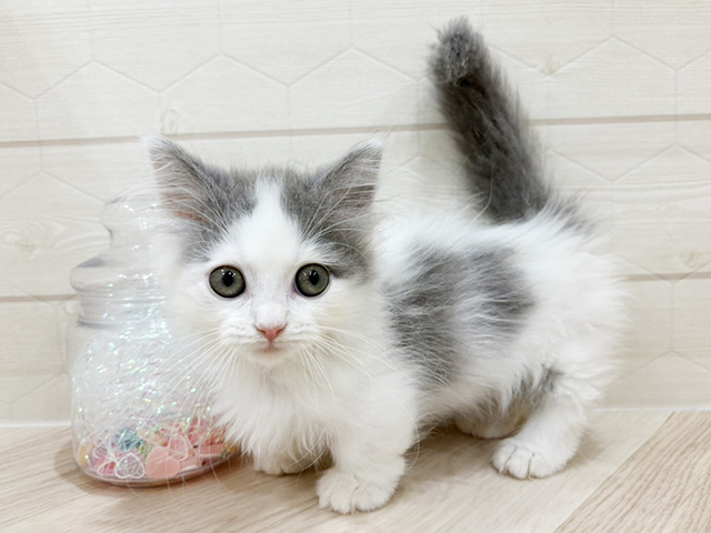 東京都のミヌエット (ペッツファースト吉祥寺サンロード店/2026年1月12日生まれ/男の子/ブルーホワイト)の子猫の1枚目の画像