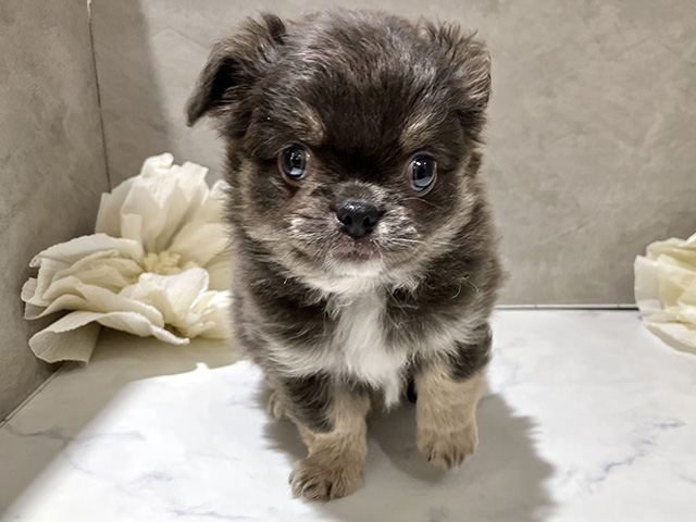 茨城県のチワペキ/ペキチー/ペキチワ(チワワ×ペキニーズ) (ペッツファースト土浦店/2026年1月23日生まれ/男の子/ブルータンホワイト)の子犬の1枚目の画像