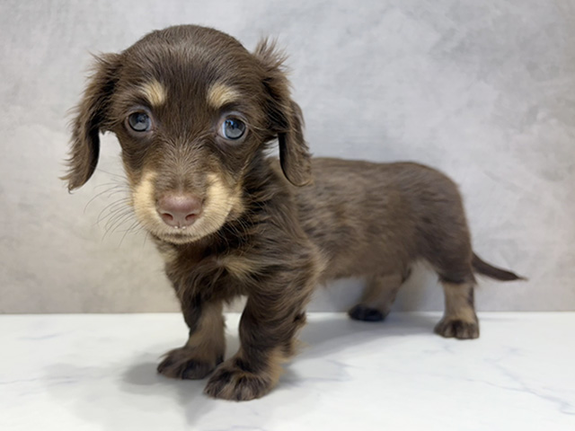大阪府のカニンヘンダックスフンド(ロング) (ペッツファースト心斎橋本店/2026年1月23日生まれ/女の子/チョコレートタン)の子犬の1枚目の画像