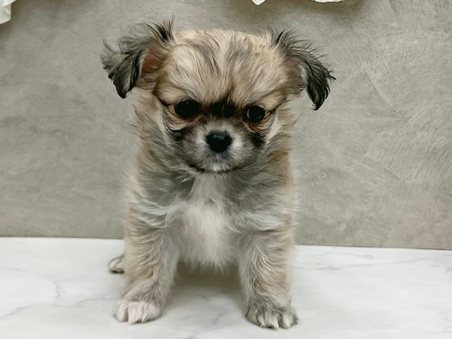 神奈川県のチワペキ/ペキチー/ペキチワ(チワワ×ペキニーズ) (ペッツファースト久里浜店/2026年1月23日生まれ/女の子/フォーン)の子犬の1枚目の画像