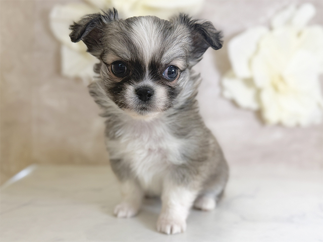 東京都のチワペキ/ペキチー/ペキチワ(チワワ×ペキニーズ) (ペッツファースト下北沢店/2026年1月23日生まれ/女の子/フォーンホワイト)の子犬の1枚目の画像