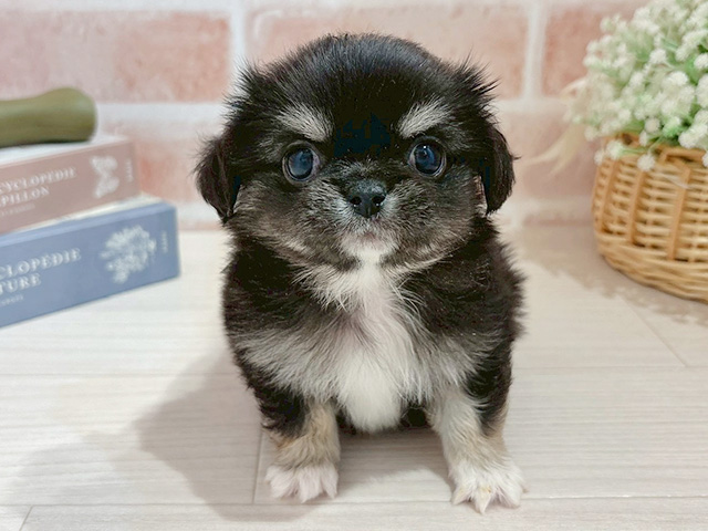 東京都のチワペキ/ペキチー/ペキチワ(チワワ×ペキニーズ) (ペッツファースト自由が丘店/2026年1月23日生まれ/男の子/ブラックタンホワイト)の子犬