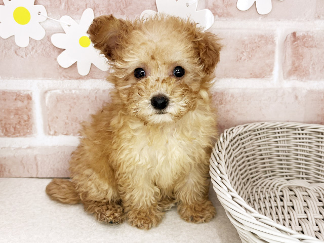 東京都のトイプードル(トイ) (ペッツファーストお台場店/2026年1月13日生まれ/女の子/アプリコット)の子犬