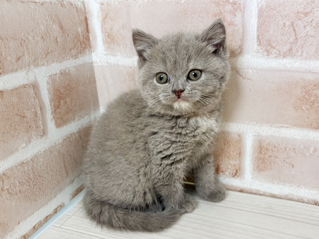 埼玉県のブリティッシュショートヘアー (ペッツファーストさいたま新都心店/2026年1月24日生まれ/女の子/ライラック)の子猫