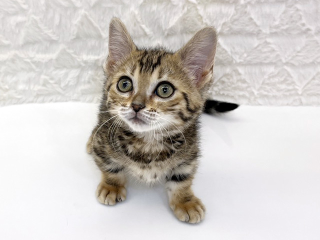 ジェネッタ, 性別 女の子, 誕生日 2026/01/25, 毛色 ブラウンスポテッドタビー, 出身 和歌山県, 店舗 京都八幡店(京都府), お問い合わせ番号 806032304