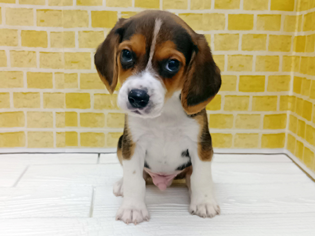 ビーグル, 性別 男の子, 誕生日 2026/01/21, 毛色 ブラックタンホワイト, 出身 長崎県, 店舗 長岡店(新潟県), お問い合わせ番号 102536339