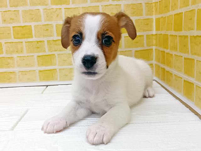 ジャックラッセルテリア, 性別 男の子, 誕生日 2026/01/13, 毛色 タンホワイト, 出身 兵庫県, 店舗 長岡店(新潟県), お問い合わせ番号 102555344