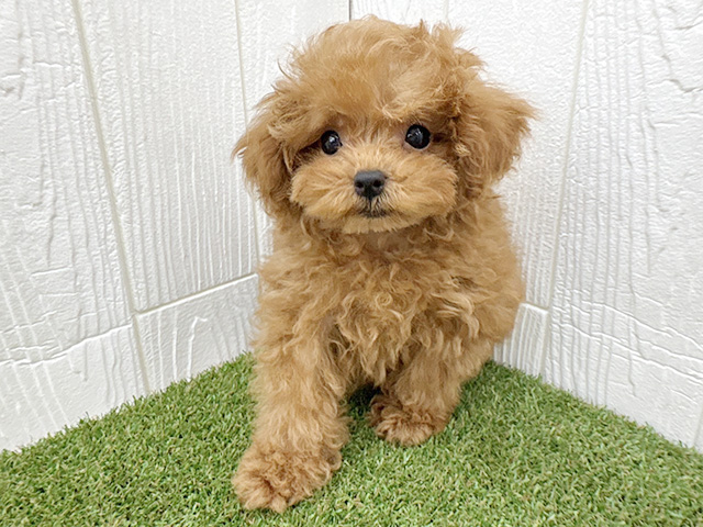 埼玉県のトイプードル(トイ) (ペッツファースト三郷店/2025年12月3日生まれ/女の子/レッド)の子犬の1枚目の画像