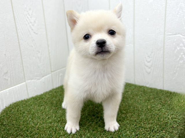 埼玉県のポメ柴/豆ポメ/ポメ豆柴(ポメラニアン×柴犬) (ペッツファースト三郷店/2026年1月11日生まれ/女の子/クリーム)の子犬の1枚目の画像