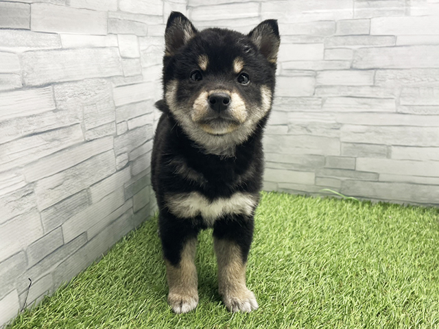 神奈川県の柴犬(標準サイズ) (ペッツファースト横浜瀬谷店/2026年1月12日生まれ/男の子/黒)の子犬の1枚目の画像