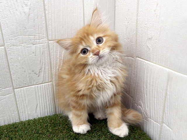 埼玉県のサイベリアン (ペッツファースト三郷店/2026年1月19日生まれ/男の子/レッドタビーホワイト)の子猫の1枚目の画像