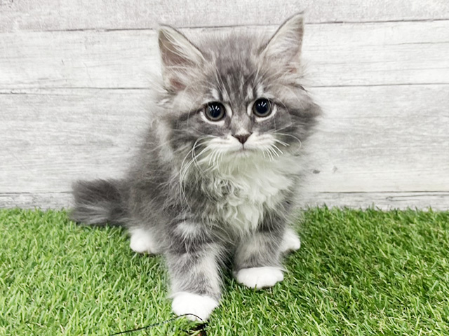 埼玉県のサイベリアン (ペッツファースト久喜菖蒲店/2026年1月25日生まれ/女の子/ブルータビーホワイト)の子猫の1枚目の画像