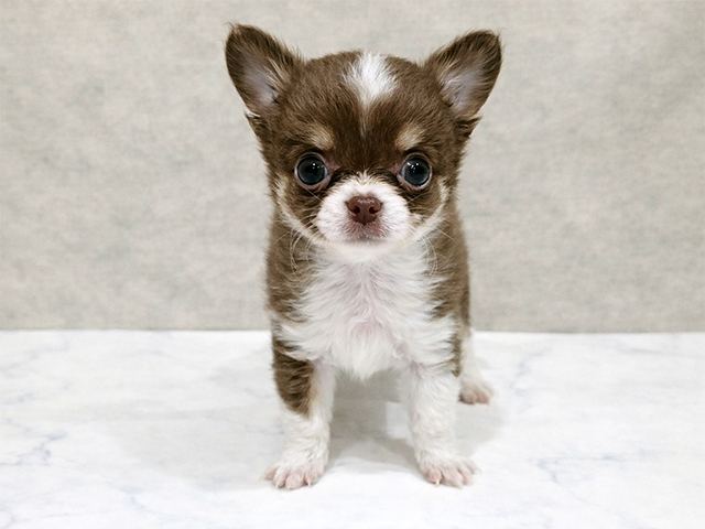 東京都のチワワ(ロング) (ペッツファースト中野店/2026年1月24日生まれ/男の子/チョコレートタンホワイト)の子犬の1枚目の画像