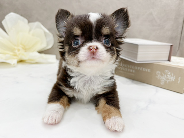 東京都のチワワ(ロング) (ペッツファースト代官山店/2026年1月24日生まれ/女の子/チョコレートタンホワイト)の子犬の1枚目の画像