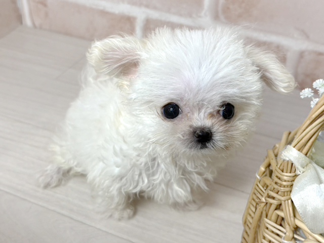 静岡県のチワマル/マルチワ(チワワ×マルチーズ) (ペッツファースト富士南店/2026年1月21日生まれ/女の子/ホワイトクリーム)の子犬の1枚目の画像