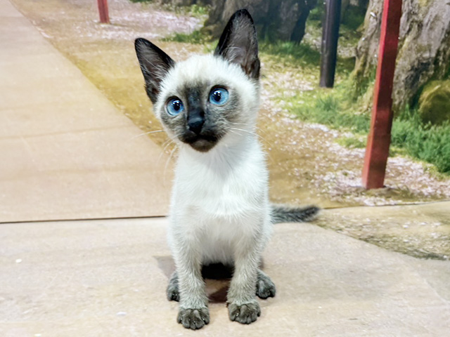 埼玉県のシャム (ペッツファースト与野店/2026年1月10日生まれ/男の子/シールポイント)の子猫の1枚目の画像