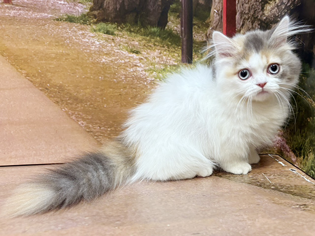 埼玉県のマンチカン (ペッツファースト与野店/2025年12月23日生まれ/女の子/ダイリュートキャリコ)の子猫の1枚目の画像