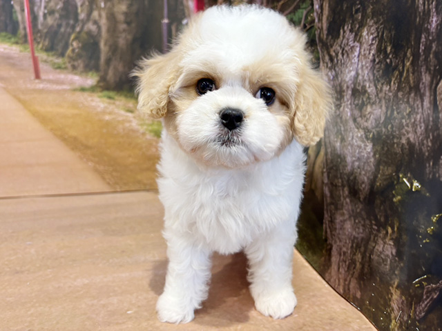 埼玉県のハーフ犬・ミックス犬 (ペッツファースト与野店/2026年1月13日生まれ/女の子/ホワイトクリーム)の子犬の1枚目の画像