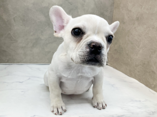 長野県のフレンチブルドッグ (ペッツファースト須坂店/2025年12月30日生まれ/男の子/クリーム)の子犬の1枚目の画像