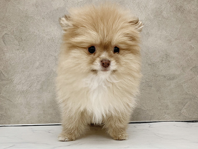 長野県のポメラニアン (ペッツファースト須坂店/2026年1月14日生まれ/女の子/ビーバー)の子犬の1枚目の画像