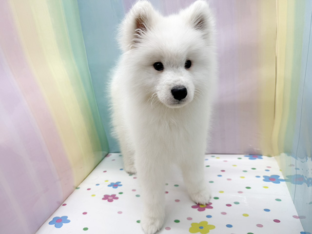 神奈川県のサモエド (ペッツファースト湘南平塚店/2026年1月16日生まれ/男の子/ホワイト)の子犬の1枚目の画像