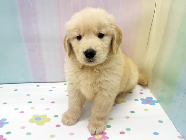 神奈川県のゴールデンレトリバー (ペッツファースト湘南平塚店/2026年1月24日生まれ/女の子/ゴールデン)の子犬の1枚目の画像