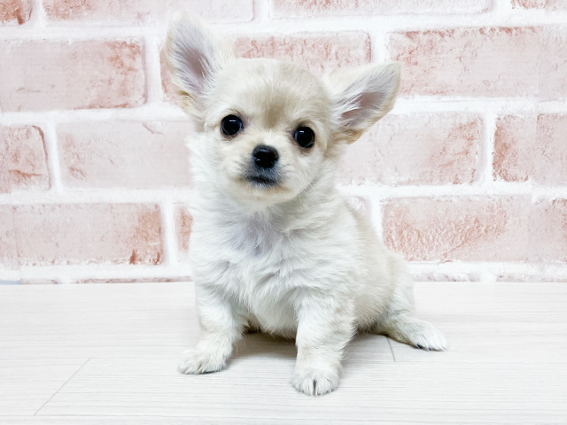 長野県のチワワ(ロング) (ペッツファースト須坂店/2026年1月11日生まれ/女の子/クリームホワイト)の子犬の1枚目の画像