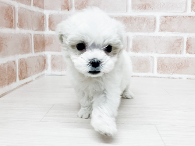 マルチーズ, 性別 女の子, 誕生日 2026/01/23, 毛色 ホワイト, 出身 栃木県, 店舗 須坂店(長野県), お問い合わせ番号 216032310