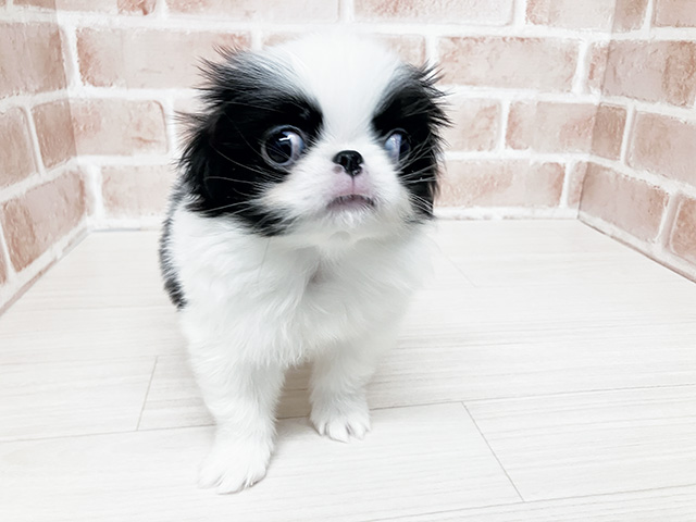 長野県の狆 (ペッツファースト須坂店/2026年1月23日生まれ/男の子/白黒)の子犬の1枚目の画像