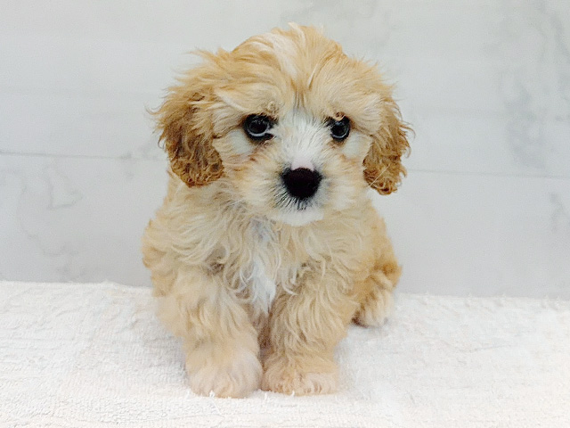 東京都のハーフ犬・ミックス犬 (ペッツファーストビバホーム豊洲店/2026年1月23日生まれ/男の子/ルビー)の子犬の1枚目の画像