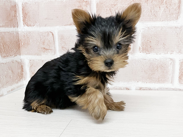 長野県のヨークシャーテリア (ペッツファースト須坂店/2026年1月21日生まれ/女の子/スチールブルータン)の子犬の1枚目の画像