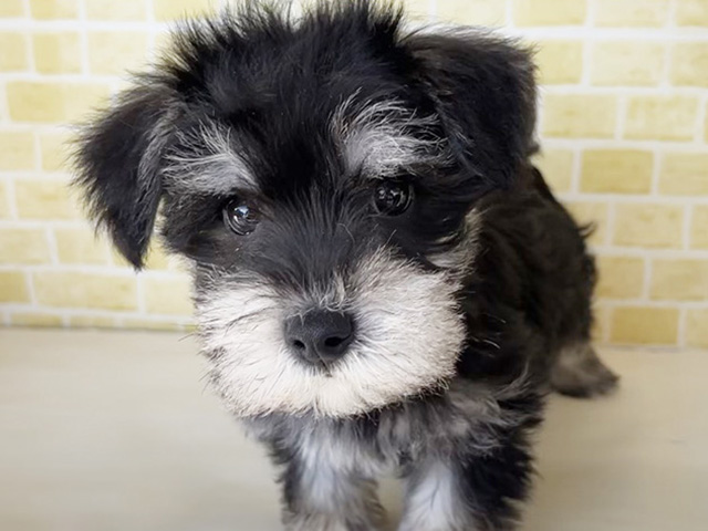 新潟県のシュナマル/マルシュナ(シュナウザー×マルチーズ) (ペッツファースト長岡店/2026年1月10日生まれ/男の子/ブラックシルバー)の子犬