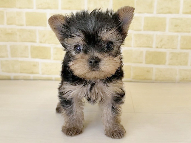 新潟県のヨークシャーテリア (ペッツファースト長岡店/2026年1月20日生まれ/女の子/スチールブルータン)の子犬
