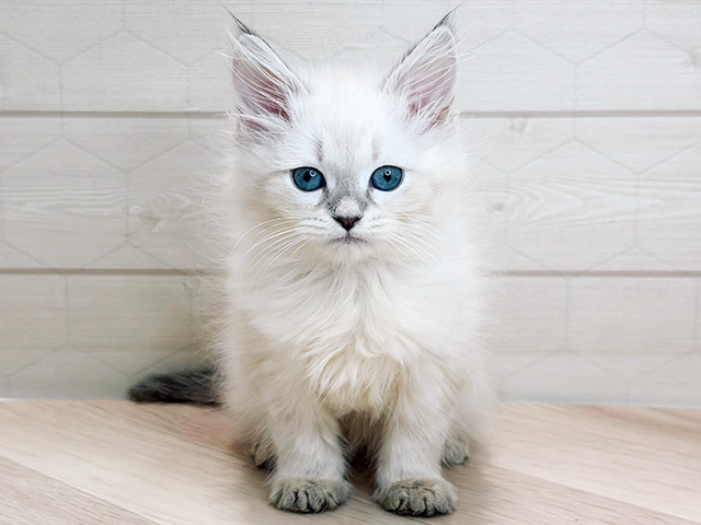 埼玉県のネヴァマスカレード (ペッツファーストレイクタウン店/2026年1月20日生まれ/女の子/ブルーリンクスポイント)の子猫