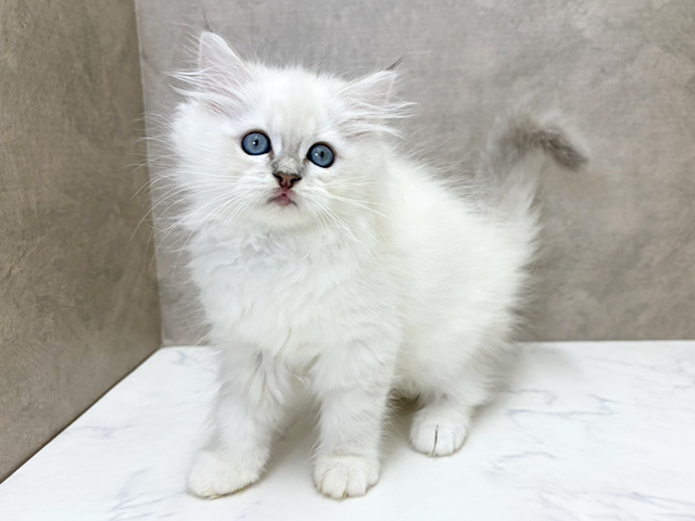 大阪府のネヴァマスカレード (ペッツファースト心斎橋本店/2026年1月20日生まれ/女の子/ブルーリンクスポイント)の子猫の1枚目の画像