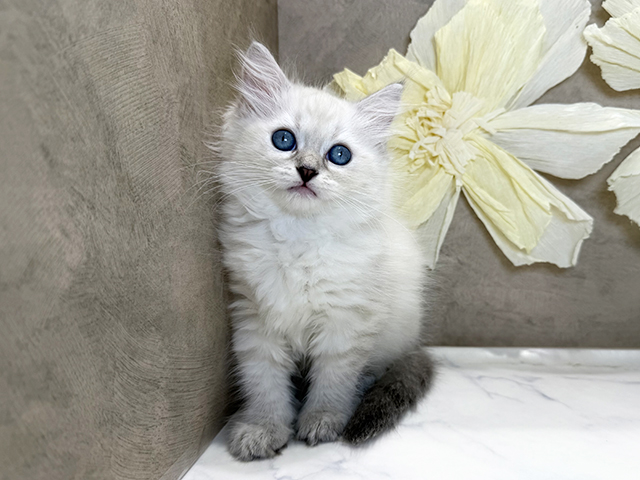 兵庫県のネヴァマスカレード (ペッツファースト神戸三宮センター街店/2026年1月20日生まれ/女の子/ブルーリンクスポイント)の子猫の1枚目の画像