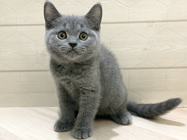 埼玉県のブリティッシュショートヘアー (ペッツファーストレイクタウン店/2026年1月20日生まれ/男の子/ブルー)の子猫の1枚目の画像
