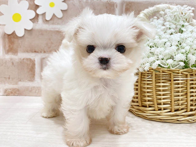 福岡県のチワマル/マルチワ(チワワ×マルチーズ) (ペッツファースト筑紫野店/2026年1月25日生まれ/男の子/ホワイトクリーム)の子犬の1枚目の画像