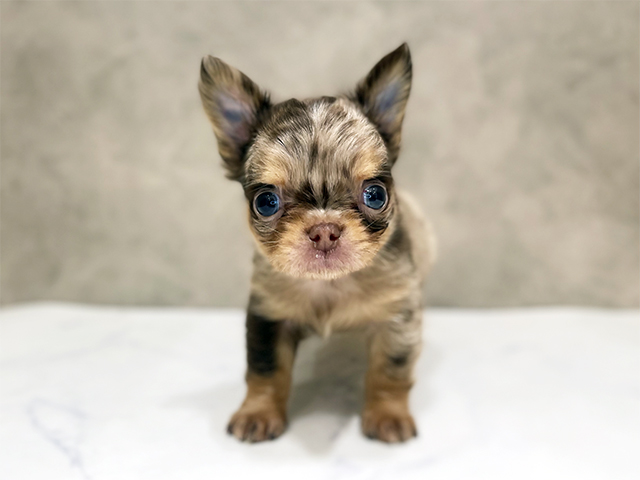 千葉県のチワワ(ロング) (ペッツファーストららぽーとTOKYO-BAY店/2026年1月26日生まれ/男の子/チョコレートマール)の子犬