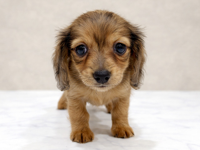 東京都のミニチュアダックスフンド(ロング) (ペッツファースト中野店/2026年1月26日生まれ/女の子/レッドダップル)の子犬の1枚目の画像