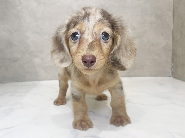 東京都のミニチュアダックスフンド(ロング) (ペッツファーストららぽーと立川立飛店/2026年1月26日生まれ/男の子/チョコレートダップル)の子犬の1枚目の画像