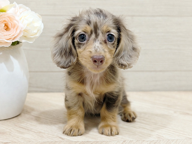 ミニチュアダックスフンド