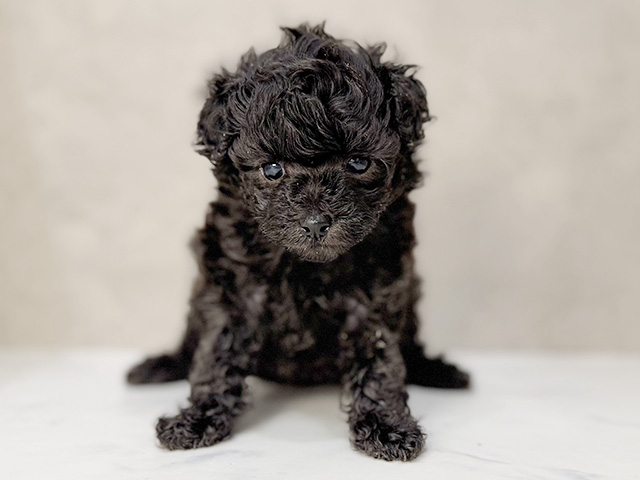 東京都のトイプードル(タイニー) (ペッツファーストららぽーと立川立飛店/2026年1月26日生まれ/男の子/シルバー)の子犬の1枚目の画像