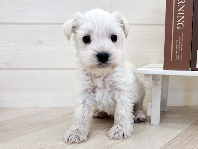 千葉県のミニチュアシュナウザー (ペッツファースト市川コルトンプラザ店/2026年1月22日生まれ/男の子/ホワイト)の子犬